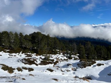 İsviçre 'nin Bernese Oberland bölgesinde kozalaklı ağaçlar ve alp otlaklarıyla Evergreen Ormanı - Immergruener Nadelwald und Almwiesen in der Winterlandschaft, Schweiz