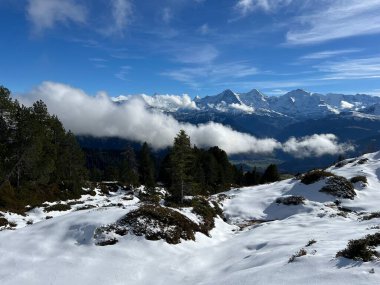 İsviçre 'nin Bernese Oberland bölgesinde kozalaklı ağaçlar ve alp otlaklarıyla Evergreen Ormanı - Immergruener Nadelwald und Almwiesen in der Winterlandschaft, Schweiz