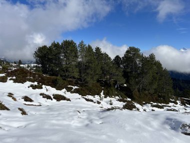 İsviçre 'nin Bernese Oberland bölgesinde kozalaklı ağaçlar ve alp otlaklarıyla Evergreen Ormanı - Immergruener Nadelwald und Almwiesen in der Winterlandschaft, Schweiz