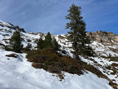 İsviçre 'nin Bernese Oberland bölgesinde kozalaklı ağaçlar ve alp otlaklarıyla Evergreen Ormanı - Immergruener Nadelwald und Almwiesen in der Winterlandschaft, Schweiz