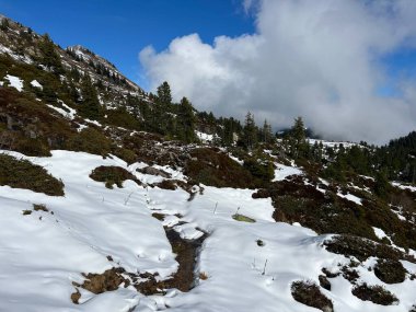 İsviçre 'nin Bernese Oberland bölgesinde kozalaklı ağaçlar ve alp otlaklarıyla Evergreen Ormanı - Immergruener Nadelwald und Almwiesen in der Winterlandschaft, Schweiz