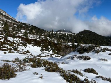 İsviçre 'nin Bernese Oberland bölgesinde kozalaklı ağaçlar ve alp otlaklarıyla Evergreen Ormanı - Immergruener Nadelwald und Almwiesen in der Winterlandschaft, Schweiz