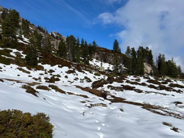 İsviçre 'nin Bernese Oberland bölgesinde kozalaklı ağaçlar ve alp otlaklarıyla Evergreen Ormanı - Immergruener Nadelwald und Almwiesen in der Winterlandschaft, Schweiz