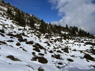 İsviçre 'nin Bernese Oberland bölgesinde kozalaklı ağaçlar ve alp otlaklarıyla Evergreen Ormanı - Immergruener Nadelwald und Almwiesen in der Winterlandschaft, Schweiz