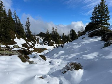 İsviçre 'nin Bernese Oberland bölgesinde kozalaklı ağaçlar ve alp otlaklarıyla Evergreen Ormanı - Immergruener Nadelwald und Almwiesen in der Winterlandschaft, Schweiz