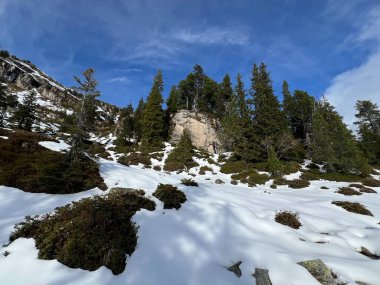 İsviçre 'nin Bernese Oberland bölgesinde kozalaklı ağaçlar ve alp otlaklarıyla Evergreen Ormanı - Immergruener Nadelwald und Almwiesen in der Winterlandschaft, Schweiz
