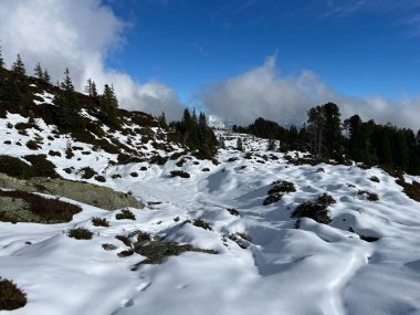 İsviçre 'nin Bernese Oberland bölgesinde kozalaklı ağaçlar ve alp otlaklarıyla Evergreen Ormanı - Immergruener Nadelwald und Almwiesen in der Winterlandschaft, Schweiz