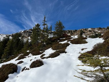 İsviçre 'nin Bernese Oberland bölgesinde kozalaklı ağaçlar ve alp otlaklarıyla Evergreen Ormanı - Immergruener Nadelwald und Almwiesen in der Winterlandschaft, Schweiz