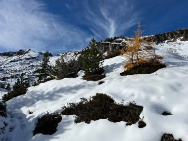 İsviçre 'nin Bernese Oberland bölgesinde kozalaklı ağaçlar ve alp otlaklarıyla Evergreen Ormanı - Immergruener Nadelwald und Almwiesen in der Winterlandschaft, Schweiz