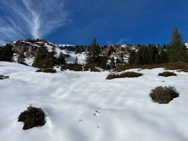 İsviçre 'nin Bernese Oberland bölgesinde kozalaklı ağaçlar ve alp otlaklarıyla Evergreen Ormanı - Immergruener Nadelwald und Almwiesen in der Winterlandschaft, Schweiz