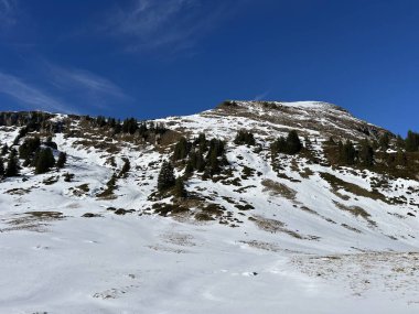 İsviçre 'nin Bernese Oberland bölgesinde kozalaklı ağaçlar ve alp otlaklarıyla Evergreen Ormanı - Immergruener Nadelwald und Almwiesen in der Winterlandschaft, Schweiz