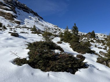 İsviçre 'nin Bernese Oberland bölgesinde kozalaklı ağaçlar ve alp otlaklarıyla Evergreen Ormanı - Immergruener Nadelwald und Almwiesen in der Winterlandschaft, Schweiz