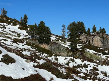 İsviçre 'nin Bernese Oberland bölgesinde kozalaklı ağaçlar ve alp otlaklarıyla Evergreen Ormanı - Immergruener Nadelwald und Almwiesen in der Winterlandschaft, Schweiz