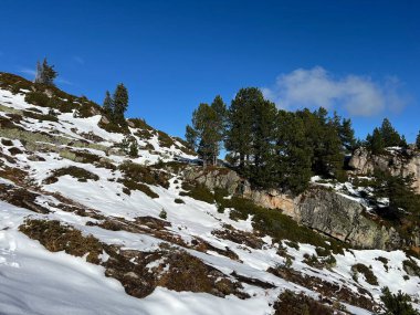 İsviçre 'nin Bernese Oberland bölgesinde kozalaklı ağaçlar ve alp otlaklarıyla Evergreen Ormanı - Immergruener Nadelwald und Almwiesen in der Winterlandschaft, Schweiz