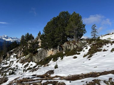 İsviçre 'nin Bernese Oberland bölgesinde kozalaklı ağaçlar ve alp otlaklarıyla Evergreen Ormanı - Immergruener Nadelwald und Almwiesen in der Winterlandschaft, Schweiz
