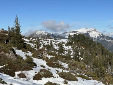 İsviçre 'nin Bernese Oberland bölgesinde kozalaklı ağaçlar ve alp otlaklarıyla Evergreen Ormanı - Immergruener Nadelwald und Almwiesen in der Winterlandschaft, Schweiz