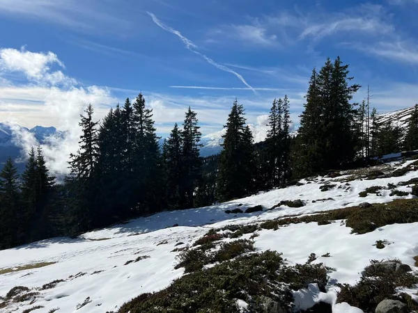 İsviçre 'nin Bernese Oberland bölgesinde kozalaklı ağaçlar ve alp otlaklarıyla Evergreen Ormanı - Immergruener Nadelwald und Almwiesen in der Winterlandschaft, Schweiz