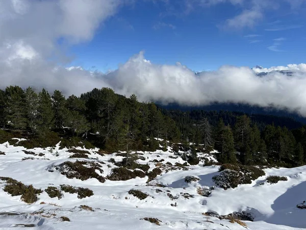İsviçre 'nin Bernese Oberland bölgesinde kozalaklı ağaçlar ve alp otlaklarıyla Evergreen Ormanı - Immergruener Nadelwald und Almwiesen in der Winterlandschaft, Schweiz