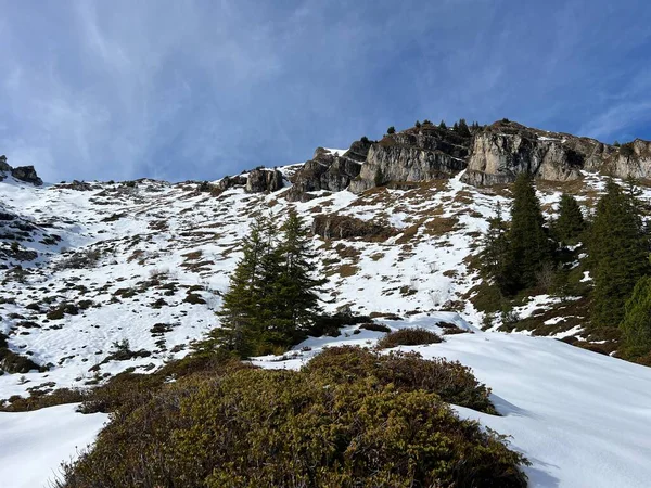İsviçre 'nin Bernese Oberland bölgesinde kozalaklı ağaçlar ve alp otlaklarıyla Evergreen Ormanı - Immergruener Nadelwald und Almwiesen in der Winterlandschaft, Schweiz