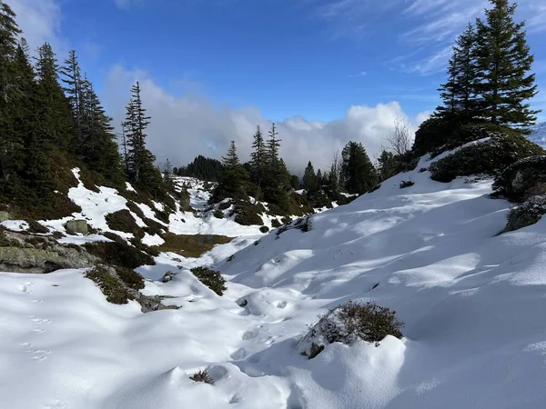 İsviçre 'nin Bernese Oberland bölgesinde kozalaklı ağaçlar ve alp otlaklarıyla Evergreen Ormanı - Immergruener Nadelwald und Almwiesen in der Winterlandschaft, Schweiz
