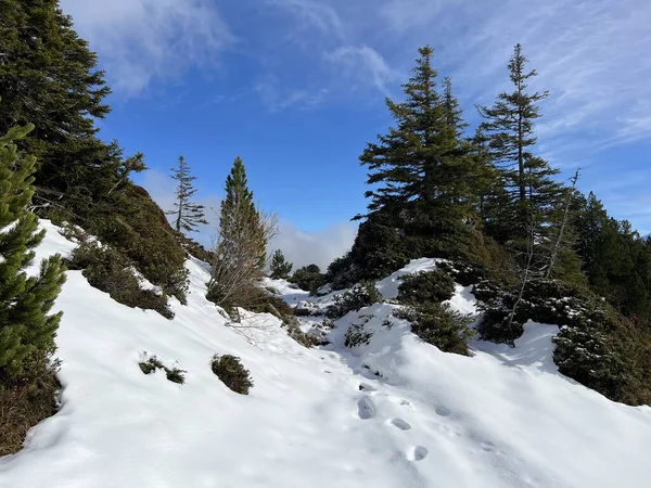 İsviçre 'nin Bernese Oberland bölgesinde kozalaklı ağaçlar ve alp otlaklarıyla Evergreen Ormanı - Immergruener Nadelwald und Almwiesen in der Winterlandschaft, Schweiz