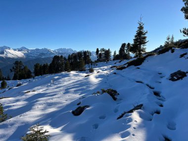 İsviçre 'nin Bernese Oberland bölgesinde kozalaklı ağaçlar ve alp otlaklarıyla Evergreen Ormanı - Immergruener Nadelwald und Almwiesen in der Winterlandschaft, Schweiz