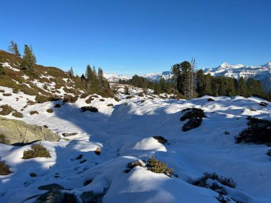 İsviçre 'nin Bernese Oberland bölgesinde kozalaklı ağaçlar ve alp otlaklarıyla Evergreen Ormanı - Immergruener Nadelwald und Almwiesen in der Winterlandschaft, Schweiz