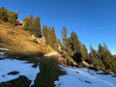 İsviçre 'nin Bernese Oberland bölgesinde kozalaklı ağaçlar ve alp otlaklarıyla Evergreen Ormanı - Immergruener Nadelwald und Almwiesen in der Winterlandschaft, Schweiz