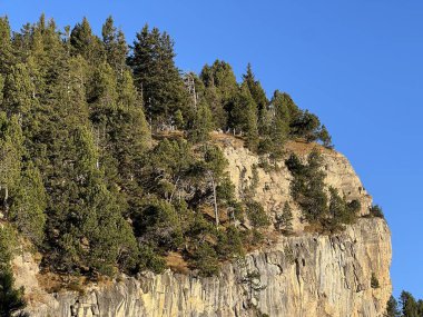 İsviçre 'nin Bernese Oberland bölgesinde kozalaklı ağaçlar ve alp otlaklarıyla Evergreen Ormanı - Immergruener Wald mit Nadelbaeumen und Almwiesen in der Region Berner Oberland, Schweiz