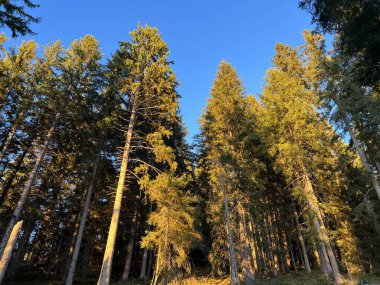 İsviçre 'nin Bernese Oberland bölgesinde kozalaklı ağaçlar ve alp otlaklarıyla Evergreen Ormanı - Immergruener Wald mit Nadelbaeumen und Almwiesen in der Region Berner Oberland, Schweiz