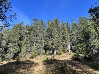 İsviçre 'nin Bernese Oberland bölgesinde kozalaklı ağaçlar ve alp otlaklarıyla Evergreen Ormanı - Immergruener Wald mit Nadelbaeumen und Almwiesen in der Region Berner Oberland, Schweiz