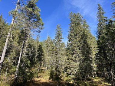 İsviçre 'nin Bernese Oberland bölgesinde kozalaklı ağaçlar ve alp otlaklarıyla Evergreen Ormanı - Immergruener Wald mit Nadelbaeumen und Almwiesen in der Region Berner Oberland, Schweiz