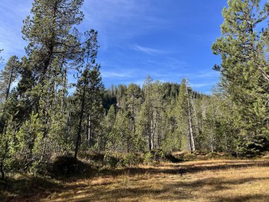 İsviçre 'nin Bernese Oberland bölgesinde kozalaklı ağaçlar ve alp otlaklarıyla Evergreen Ormanı - Immergruener Wald mit Nadelbaeumen und Almwiesen in der Region Berner Oberland, Schweiz