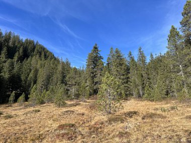 İsviçre 'nin Bernese Oberland bölgesinde kozalaklı ağaçlar ve alp otlaklarıyla Evergreen Ormanı - Immergruener Wald mit Nadelbaeumen und Almwiesen in der Region Berner Oberland, Schweiz