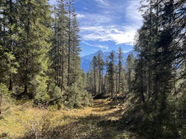 İsviçre 'nin Bernese Oberland bölgesinde kozalaklı ağaçlar ve alp otlaklarıyla Evergreen Ormanı - Immergruener Wald mit Nadelbaeumen und Almwiesen in der Region Berner Oberland, Schweiz