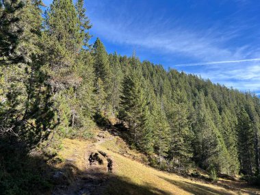 İsviçre 'nin Bernese Oberland bölgesinde kozalaklı ağaçlar ve alp otlaklarıyla Evergreen Ormanı - Immergruener Wald mit Nadelbaeumen und Almwiesen in der Region Berner Oberland, Schweiz