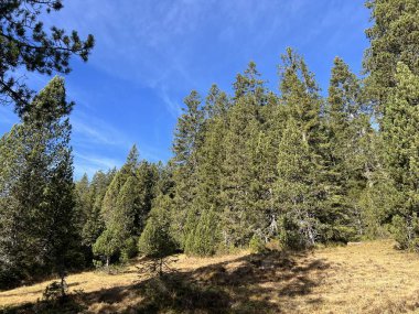 İsviçre 'nin Bernese Oberland bölgesinde kozalaklı ağaçlar ve alp otlaklarıyla Evergreen Ormanı - Immergruener Wald mit Nadelbaeumen und Almwiesen in der Region Berner Oberland, Schweiz