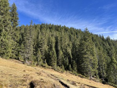 İsviçre 'nin Bernese Oberland bölgesinde kozalaklı ağaçlar ve alp otlaklarıyla Evergreen Ormanı - Immergruener Wald mit Nadelbaeumen und Almwiesen in der Region Berner Oberland, Schweiz