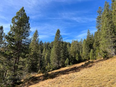 İsviçre 'nin Bernese Oberland bölgesinde kozalaklı ağaçlar ve alp otlaklarıyla Evergreen Ormanı - Immergruener Wald mit Nadelbaeumen und Almwiesen in der Region Berner Oberland, Schweiz