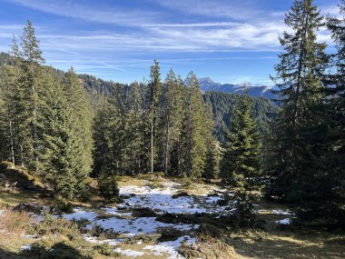 İsviçre 'nin Bernese Oberland bölgesinde kozalaklı ağaçlar ve alp otlaklarıyla Evergreen Ormanı - Immergruener Nadelwald und Almwiesen in der Winterlandschaft, Schweiz