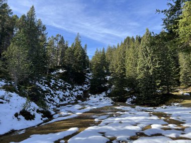İsviçre 'nin Bernese Oberland bölgesinde kozalaklı ağaçlar ve alp otlaklarıyla Evergreen Ormanı - Immergruener Nadelwald und Almwiesen in der Winterlandschaft, Schweiz