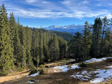 İsviçre 'nin Bernese Oberland bölgesinde kozalaklı ağaçlar ve alp otlaklarıyla Evergreen Ormanı - Immergruener Nadelwald und Almwiesen in der Winterlandschaft, Schweiz