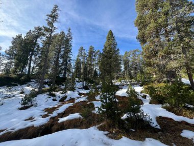 İsviçre 'nin Bernese Oberland bölgesinde kozalaklı ağaçlar ve alp otlaklarıyla Evergreen Ormanı - Immergruener Nadelwald und Almwiesen in der Winterlandschaft, Schweiz