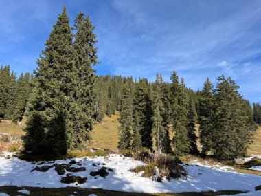 İsviçre 'nin Bernese Oberland bölgesinde kozalaklı ağaçlar ve alp otlaklarıyla Evergreen Ormanı - Immergruener Nadelwald und Almwiesen in der Winterlandschaft, Schweiz