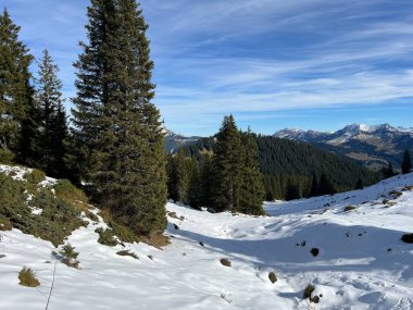 İsviçre 'nin Bernese Oberland bölgesinde kozalaklı ağaçlar ve alp otlaklarıyla Evergreen Ormanı - Immergruener Nadelwald und Almwiesen in der Winterlandschaft, Schweiz