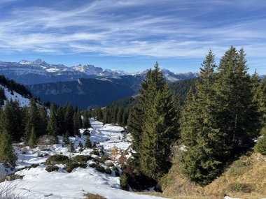İsviçre 'nin Bernese Oberland bölgesinde kozalaklı ağaçlar ve alp otlaklarıyla Evergreen Ormanı - Immergruener Nadelwald und Almwiesen in der Winterlandschaft, Schweiz