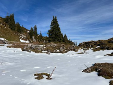 İsviçre 'nin Bernese Oberland bölgesinde kozalaklı ağaçlar ve alp otlaklarıyla Evergreen Ormanı - Immergruener Nadelwald und Almwiesen in der Winterlandschaft, Schweiz