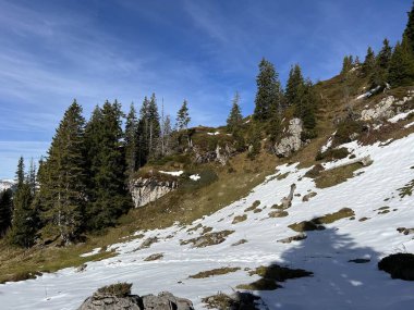 İsviçre 'nin Bernese Oberland bölgesinde kozalaklı ağaçlar ve alp otlaklarıyla Evergreen Ormanı - Immergruener Nadelwald und Almwiesen in der Winterlandschaft, Schweiz