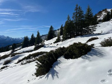 İsviçre 'nin Bernese Oberland bölgesinde kozalaklı ağaçlar ve alp otlaklarıyla Evergreen Ormanı - Immergruener Nadelwald und Almwiesen in der Winterlandschaft, Schweiz