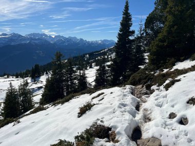 İsviçre 'nin Bernese Oberland bölgesinde kozalaklı ağaçlar ve alp otlaklarıyla Evergreen Ormanı - Immergruener Nadelwald und Almwiesen in der Winterlandschaft, Schweiz
